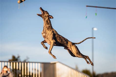 Slingshot A Dock Diving Whippet Dog Attempts Guinness World Record