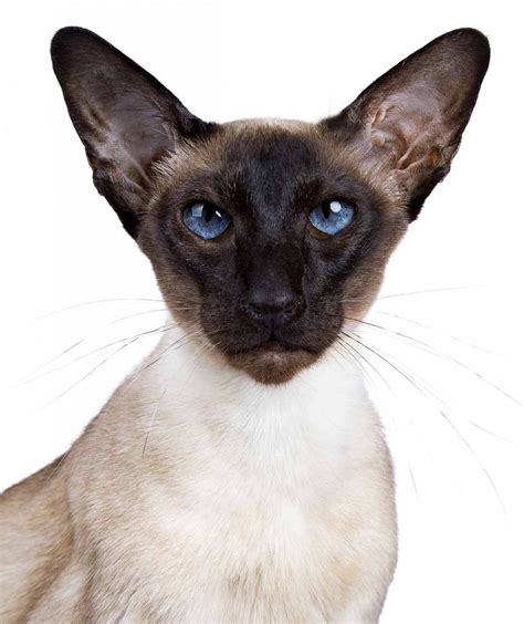 Wedge Head Siamese Vs Traditional Siamese Whats The Difference