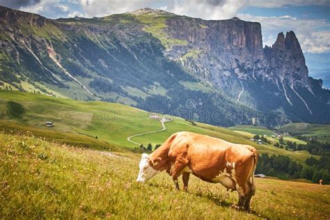 Brown Cow Grazing On A Green Pasture Surrounded By High Rocky Mountains