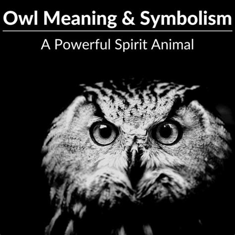 Owl Meaning And Symbolism A Powerful Spirit Animal Full Guide 2021