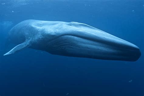 Blue Whale — Australian Antarctic Division