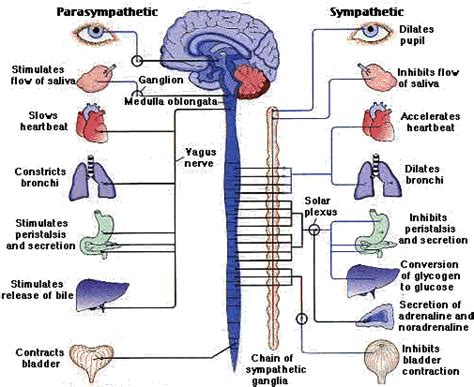 It comprises millions of neurones and uses electrical impulses to communicate very quickly. Quantum Psychology and Nervous System Functioning