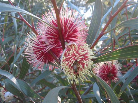 The petals are fused into the operculum, or cap (except in angophora). Top Ten Flowers to Plant in Your Garden to Attract Native ...