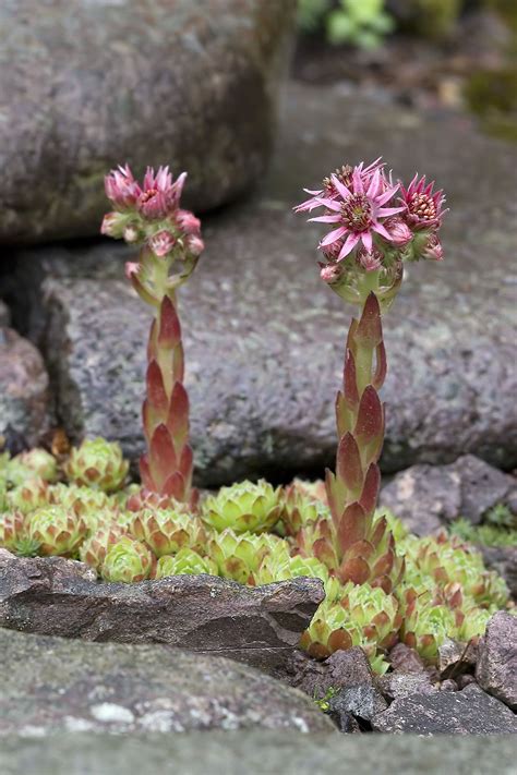 Sempervivum Minutum Wikipedia La Enciclopedia Libre Sempervivum