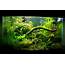 The Key To A Successful Planted Fish Tank Aquarium  Tropical Site