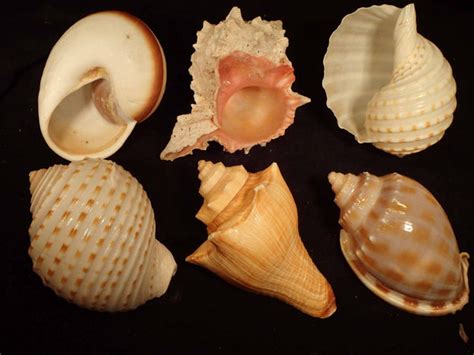 Hermit Crab Shells Natural Seashells Polished Carved Painted