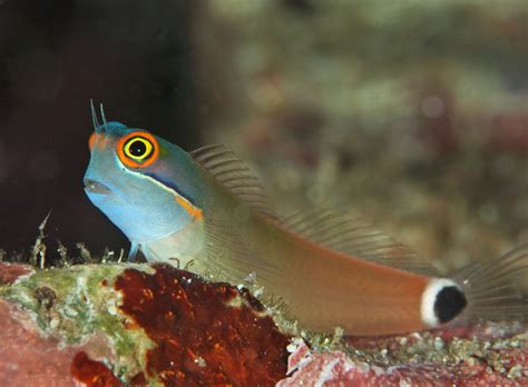 Blenny Fish Made A Dramatic Transition From Water To Land