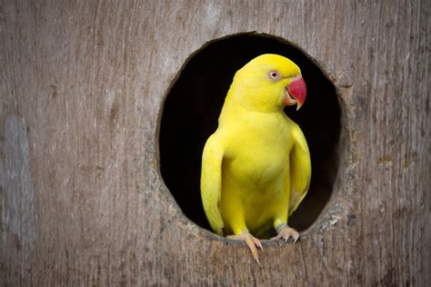 Download Nest Boxes | Parrot Breeding | Parrots | Guide | Omlet UK