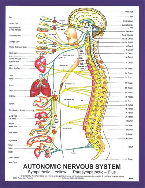 Anatomical Worldwide Ch The Human Nervous System La Vrogue Co