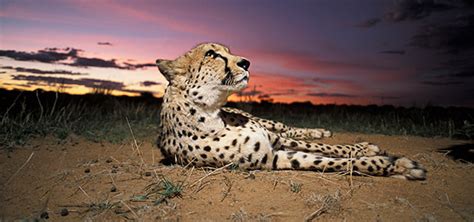 Conservation Lecture Series A Future For Cheetahs An Evening With Dr