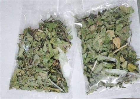 Setiap penyakit ada ubatnya kecuali mati. Khasiat Daun Rama Rama