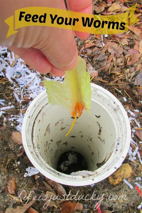 Build Your Own Worm Tower Red Wiggler Worms Worm Composting Worm
