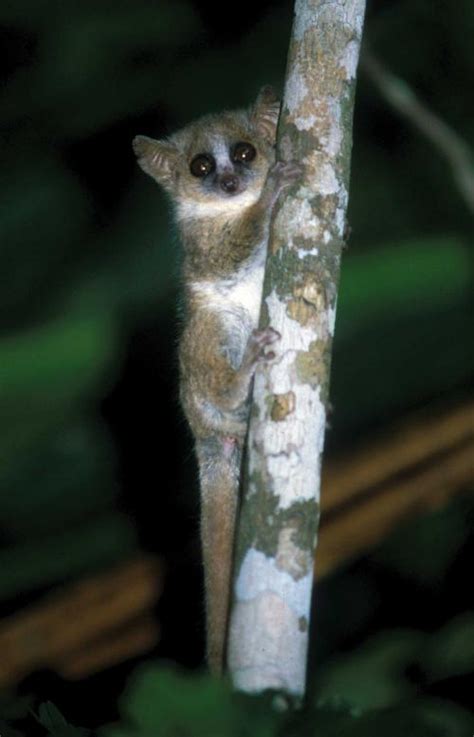 Microcebus Murinus J F Miller 1777 Lemurs Of Madagascar