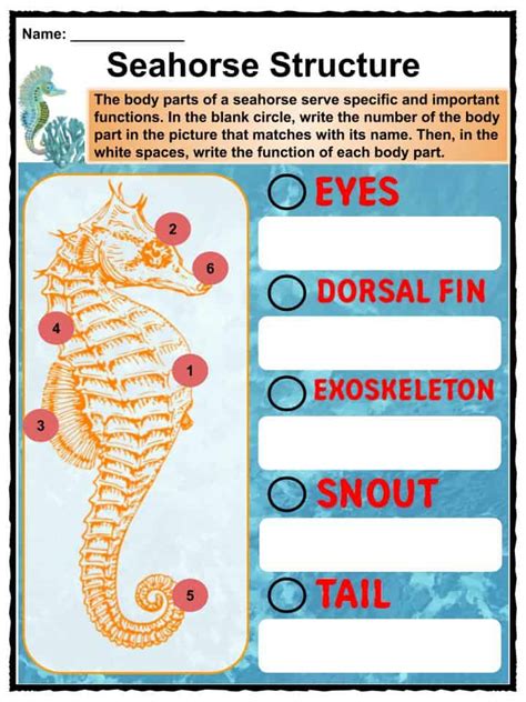 Seahorse Facts Worksheets Types Behavior And Habitat For Kids