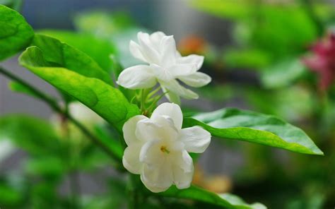 Jasmine Flower Wallpaper ·① Wallpapertag