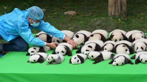 Baby Giant Pandas