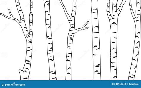 Birch Tree Black And White Stock Vector Illustration Of Forest 246960744
