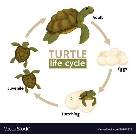 Turtle Life Cycle Composition Royalty Free Vector Image