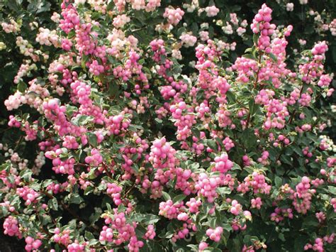 Coralberry Candy Switzer Landscaping And Nursery