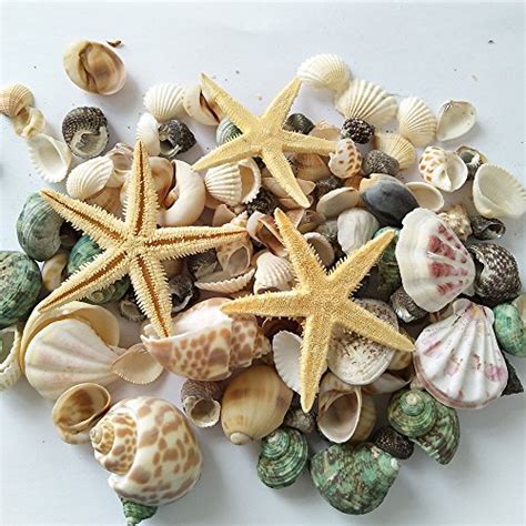 Yeji 80pcs Home Decorations Sea Shells Mixed Beach Seashells Colorful