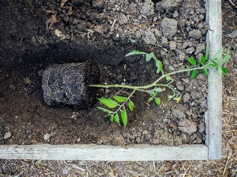 9 Steps To Plant Tomato Sideways For Huge Harvest Diy Home