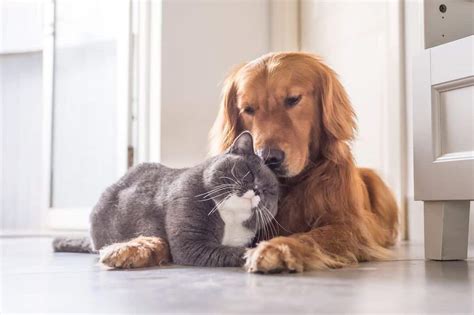 5 Step Guide For Combining Pet Households Betterpet