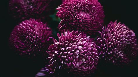 Purple Dahlias Flowers Black Background Hd Flowers Wallpapers Hd