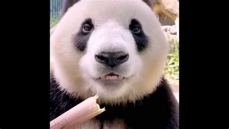 Cute Panda Eating Bamboo Youtube