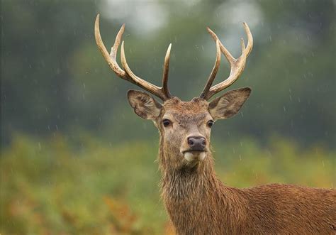 Pros And Cons Of Deer Hunting In Cold And Warm Rainy Weather