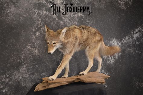 Full Body Coyote Taxidermy Mount For Sale Sku 1968 All Taxidermy
