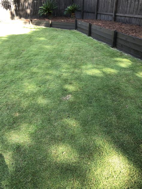 Cutting only a small amount of the grass off when you mow will cause less trauma to the plant, and it will not try to to repair the damage as quickly. Zeon Zoysia Lateral Spread - The Lawn Forum