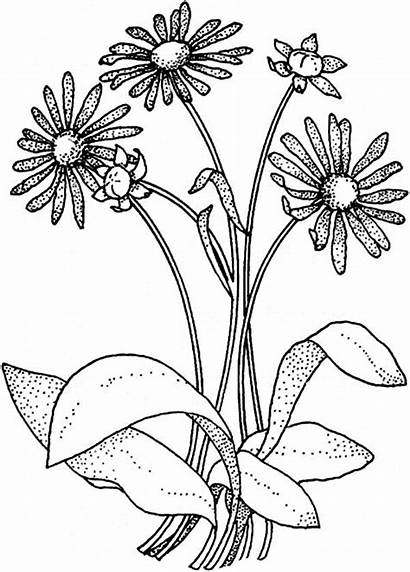 Coloring Daisy Flower Bouquet Drawing Daisies Pages