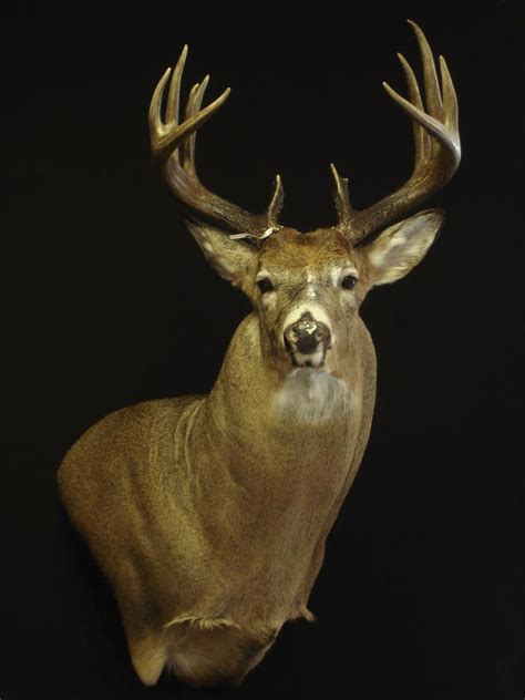 Check Out This Awesome Wi Buck Whitetail Deer Deer Mounts