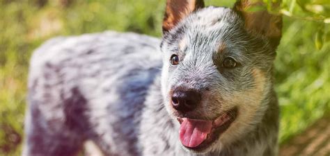 Blue Dog Breeds 20 Beautiful Blue Breeds That Youll Love