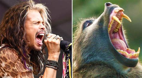 10 Animals That Totally Look Like Your Favorite Rock