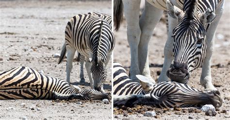 tragic video of zebra trying to revive female who died giving birth metro news