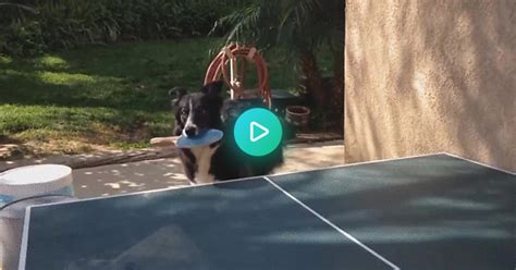 A Dog Playing Ping Pong  On Imgur