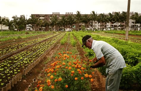 Urban Farming in Cuba - Eduardo Martino
