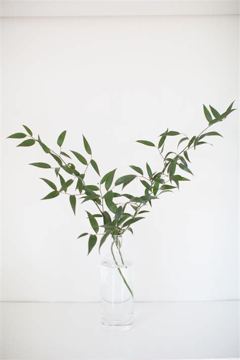 Why can flowers last long in water? Complete Guide to Flowers and Foliage That Last Without Water