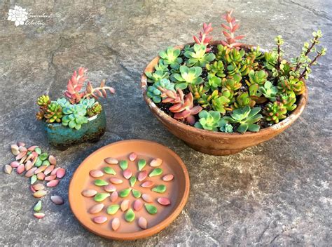 How To Grow Succulent Cuttings The Succulent Eclectic