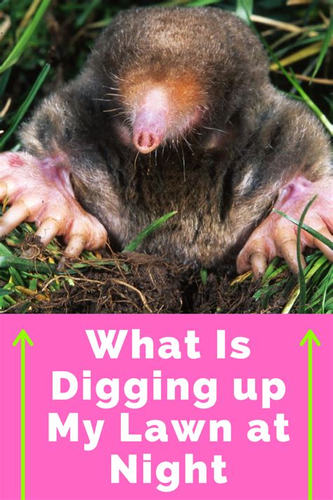 What Is Digging Up My Lawn At Night Dig Animals Lawn