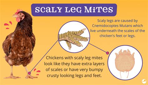 The Quick Fire Guide To Treating Poultry Mites And Lice