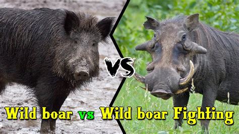 Wild Boar Vs Wild Boar Fighting In The Forest Youtube
