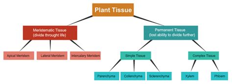 Revision Notes For Science Chapter 6 Tissues Class 9th 2022
