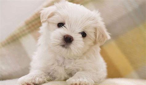 Top 10 Dog Breeds With Little To No Shedding Best Small Dog Breeds