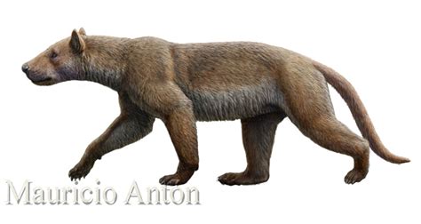 The Extinct Bear Dog Magericyon Was Roughly The Size Of A Large Leopard