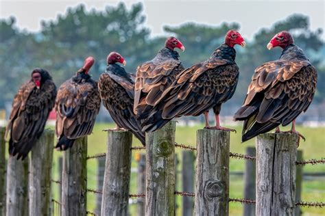 Turkey Vulture Facts Size Sounds Habitat Pictures