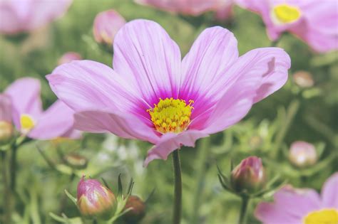 Cosmea Pink Flower Free Photo On Pixabay Pixabay