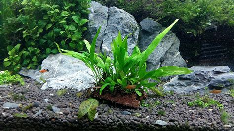 Adding the custom rpm to the update content. How to Clean Algae From Aquarium Plants