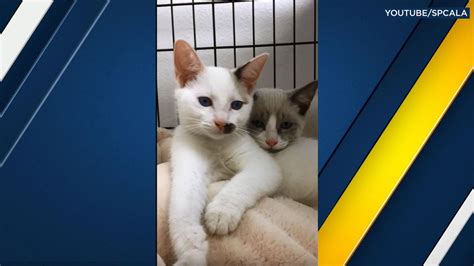 Don't miss what's happening in your neighborhood. Cat, kittens up for adoption after being abandoned in Los ...